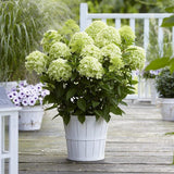 Hortensia Whitelight