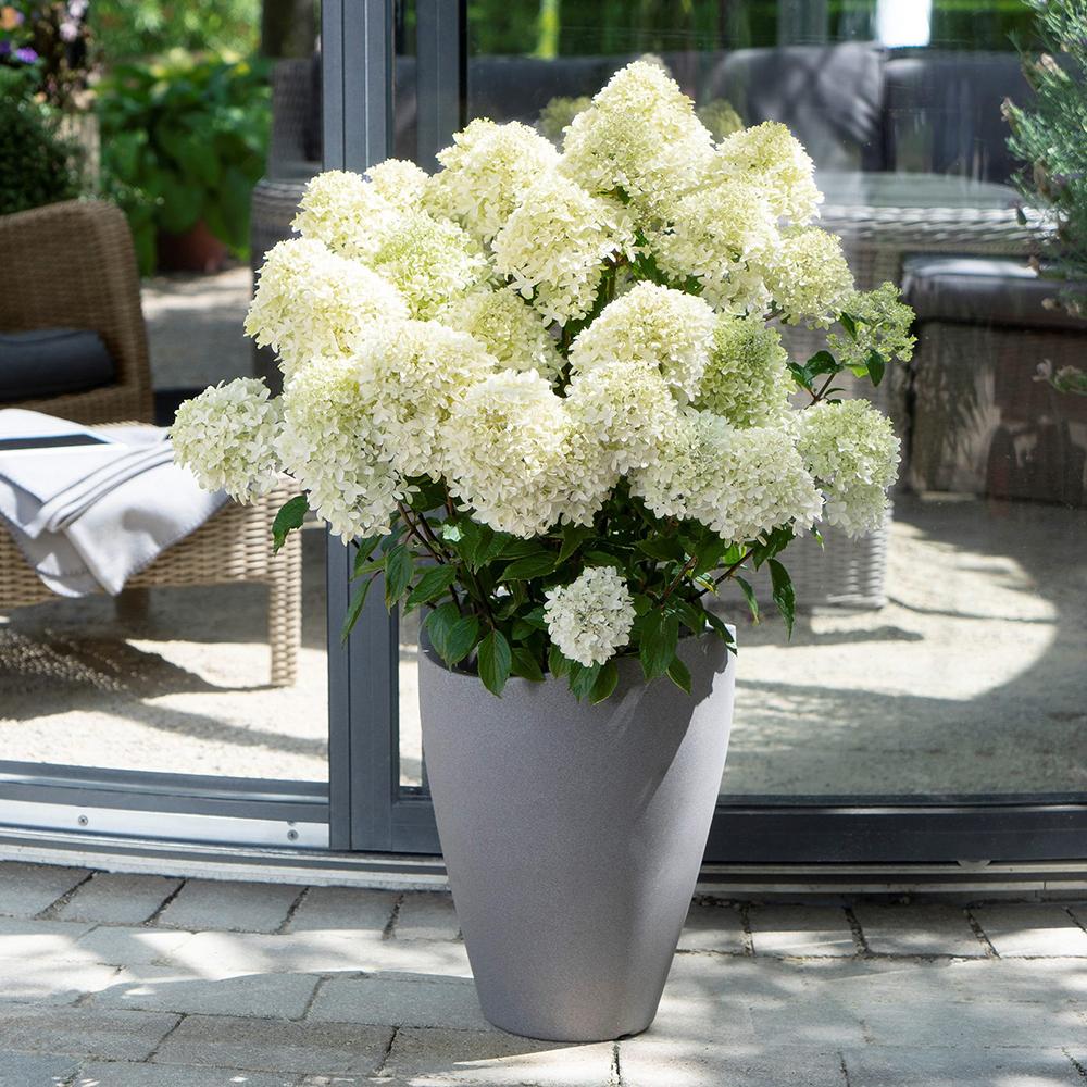 Hortensia Whitelight