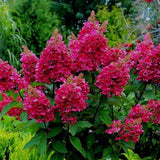 Hortensia de gradina Wim's Red, cu flori rosii-burgundiu