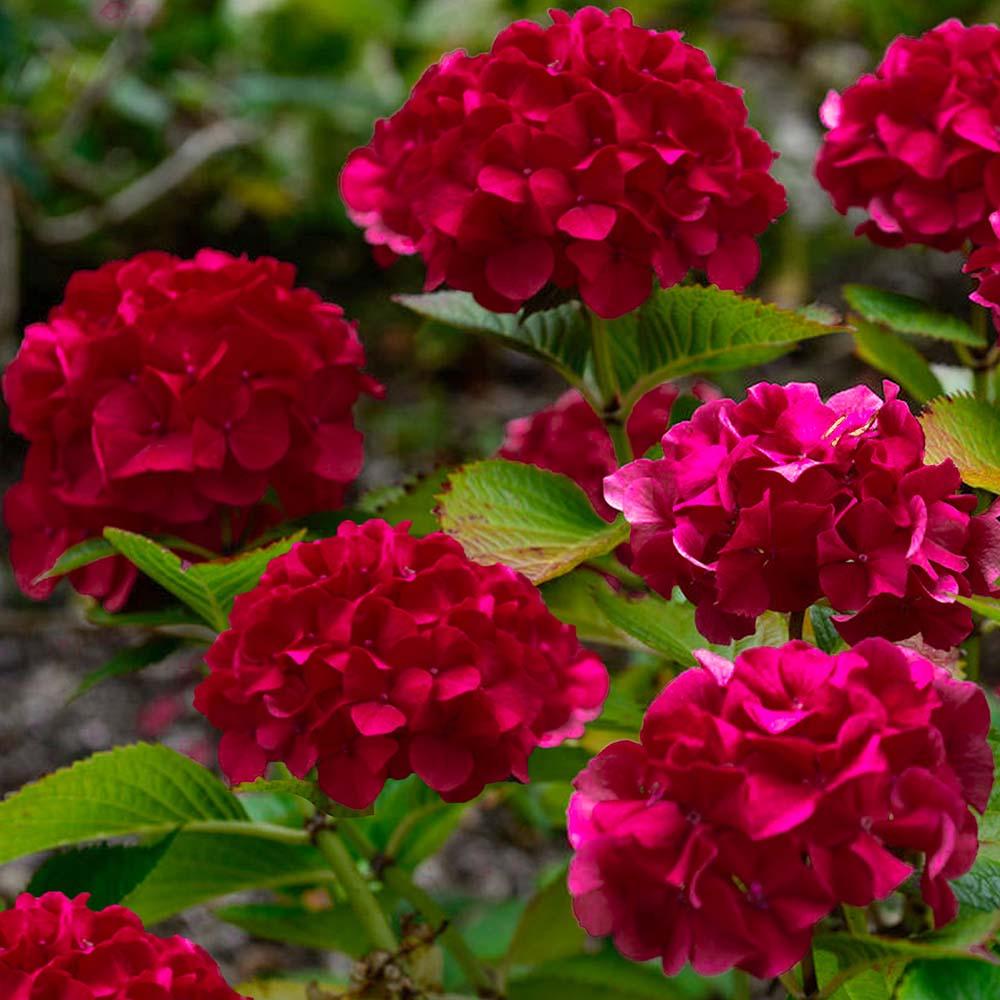 Hortensia de gradina Wim's Red, cu flori rosii-burgundiu