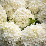 Hortensie de Gradina Tip Copac White Diamond, cu flori alb-crem