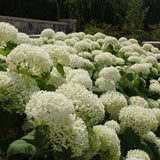 Hortensie alb-galben Little Lime