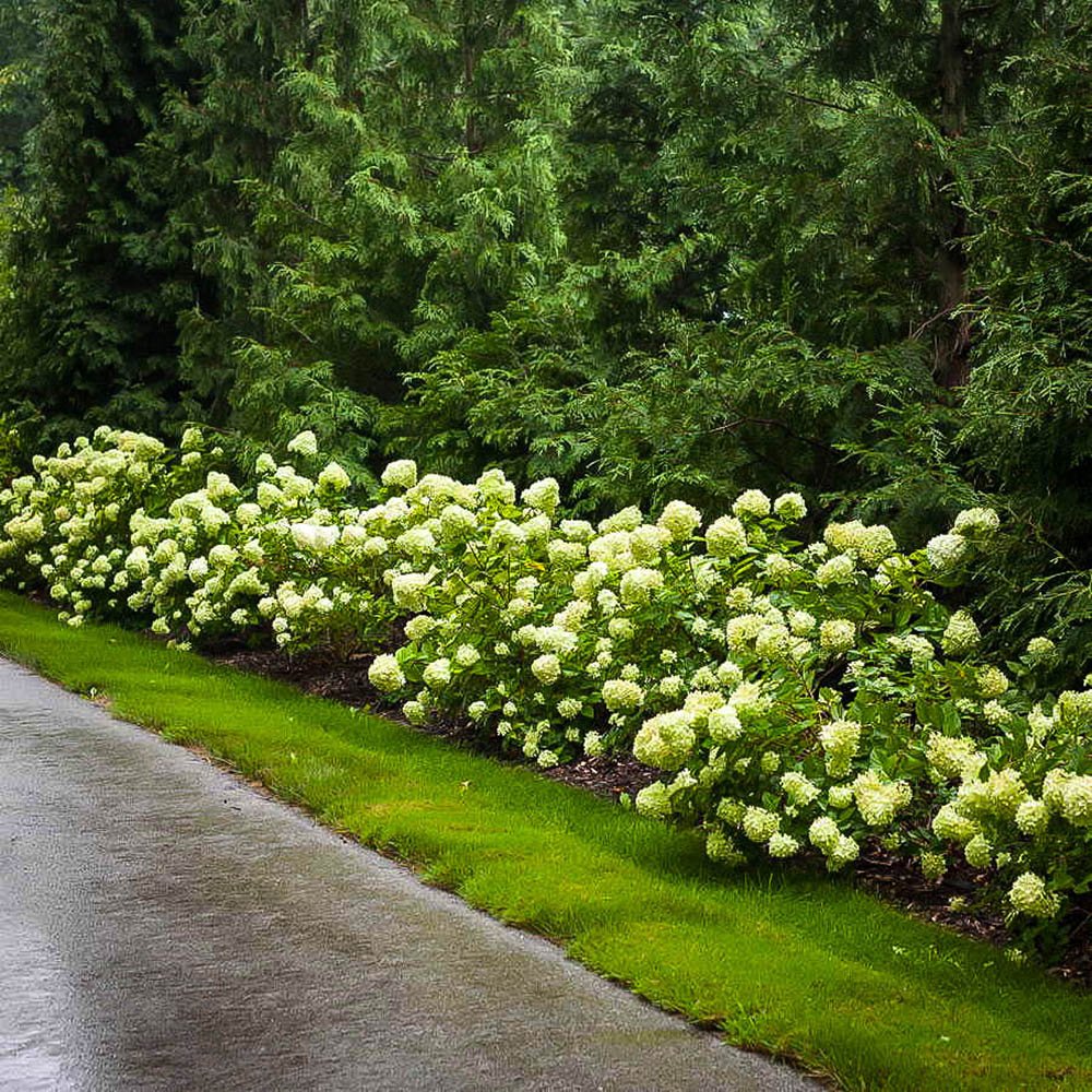 Hortensie alb-galben Little Lime