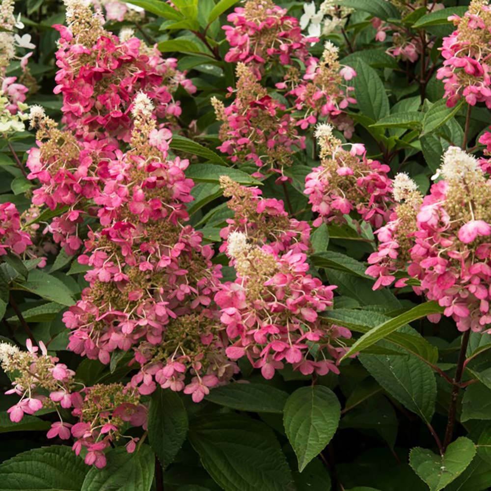 Hortensie de Gradina alba-fucsia Candlelight