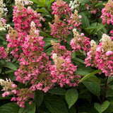 Hortensie de Gradina alba-fucsia Candlelight