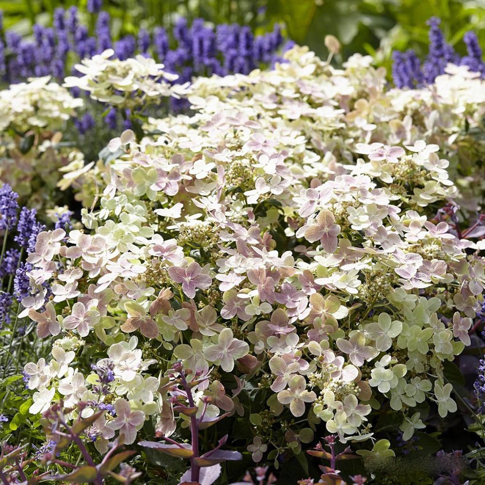Hortensie alba Polestar