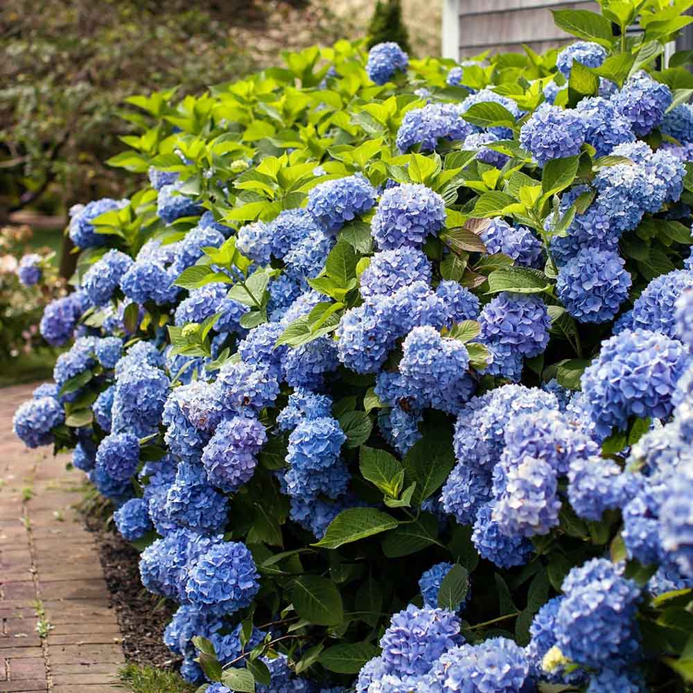 Hortensie albastru Forever