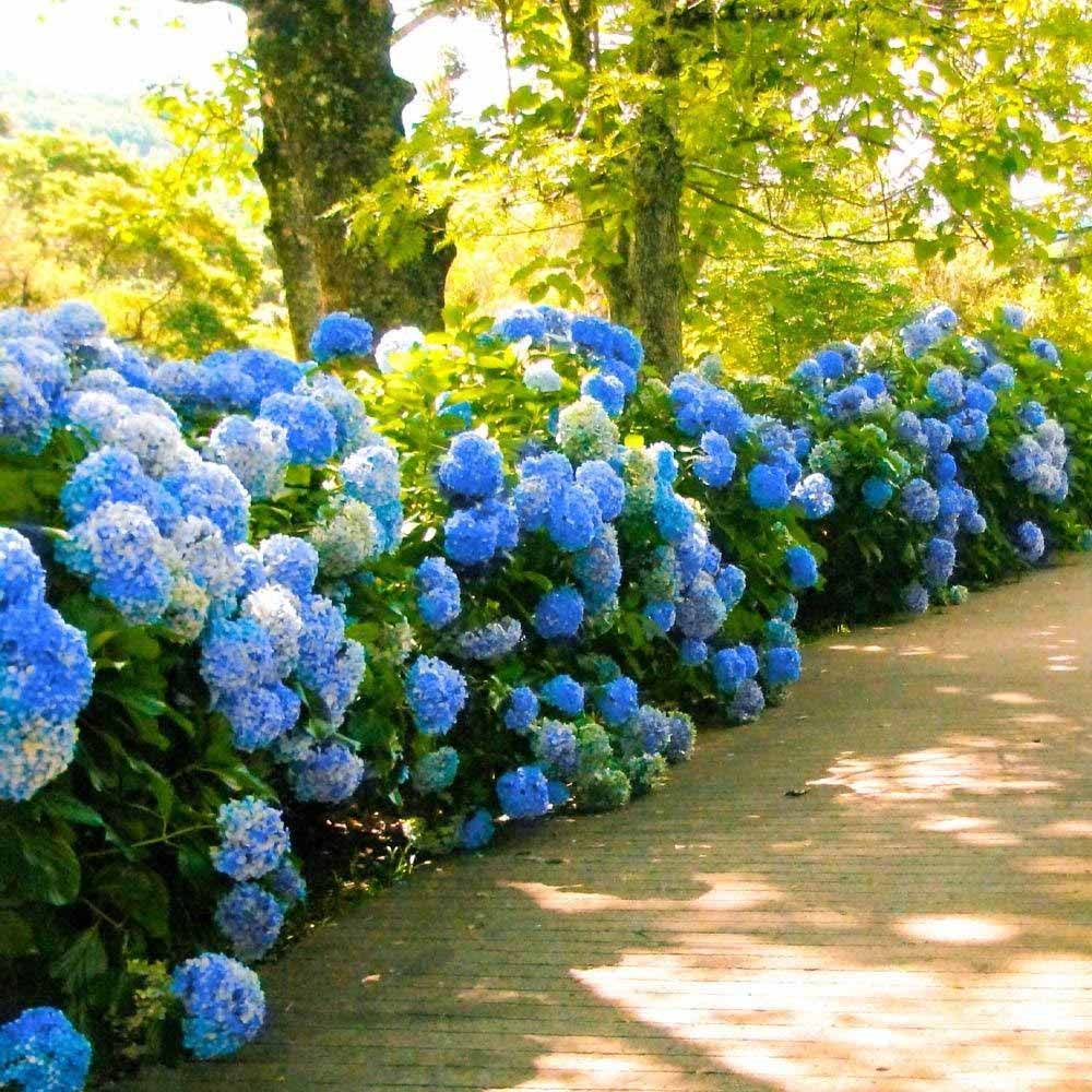 Hortensie albastru Forever
