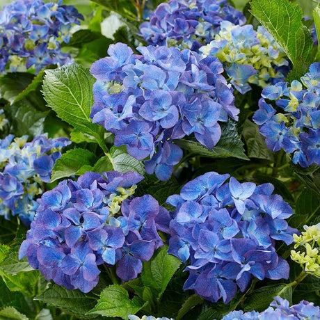 Hortensie albastru Forever
