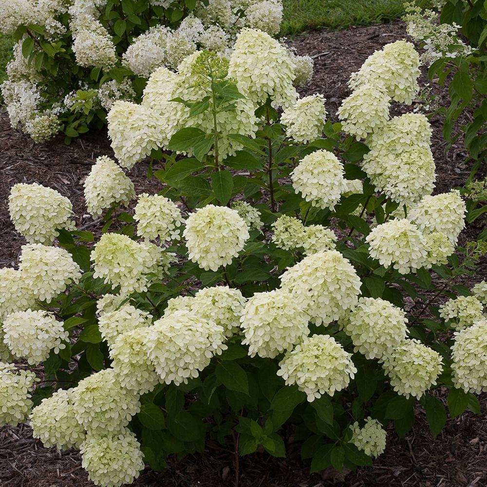 Hortensie de Gradina Tip Copac Little Lime, cu flori verzi-alb