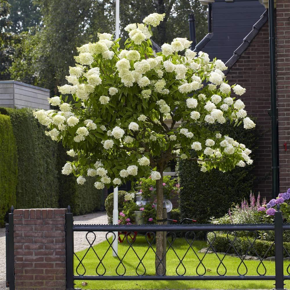 Hortensie de Gradina Tip Copac Little Lime, cu flori verzi-alb