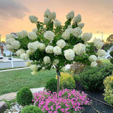 Hortensie de Gradina Tip Copac Magical Candle, cu flori albe-galben