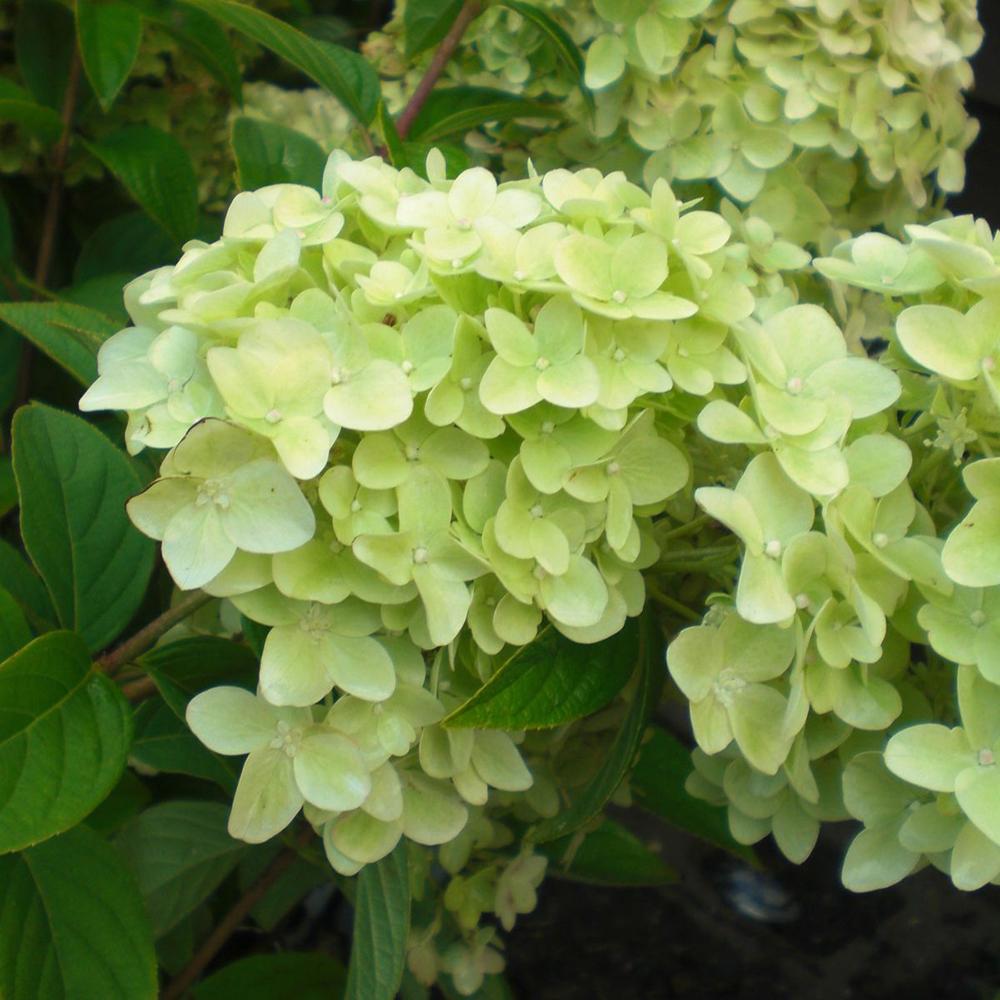 Hortensie de Gradina Tip Copac Magical Candle, cu flori albe-galben