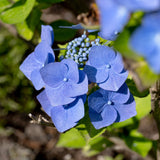 Hortensie Blaumeise