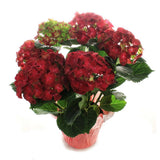 Hortensie de Gradina Rosie Hi Fire, cu flori rosii