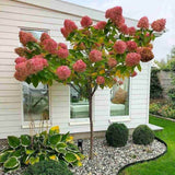 Hortensie de Gradina Tip Copac Angels Blush, cu flori roz-alb