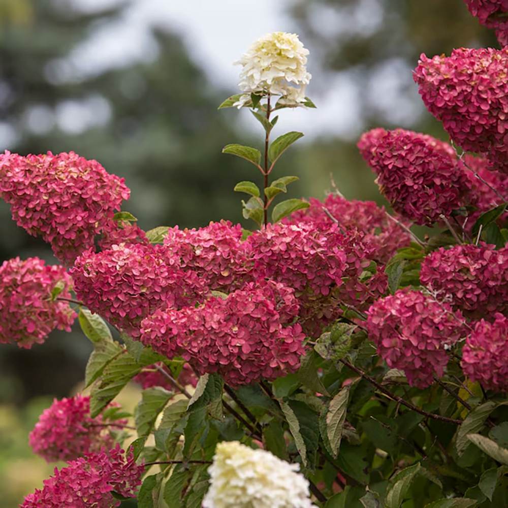 Hortensie de Gradina Tip Copac Wim'S Red, cu flori rosii
