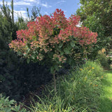 Hortensie de Gradina Tip Copac Wim'S Red, cu flori rosii