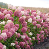 Hortensie de gradina fucsia-alb-roz Pink Diamond