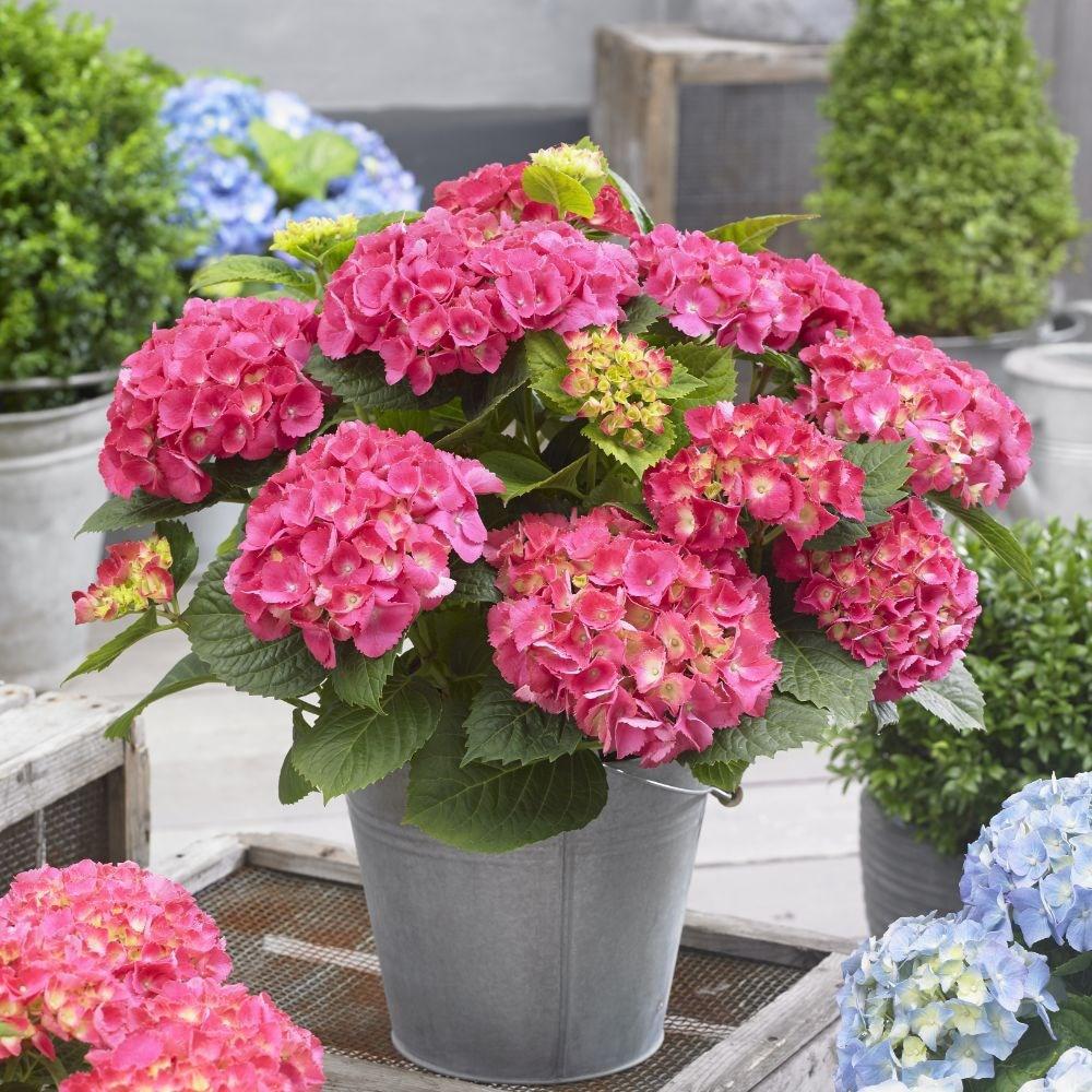 Hortensie de Gradina Roz Little Pink XS