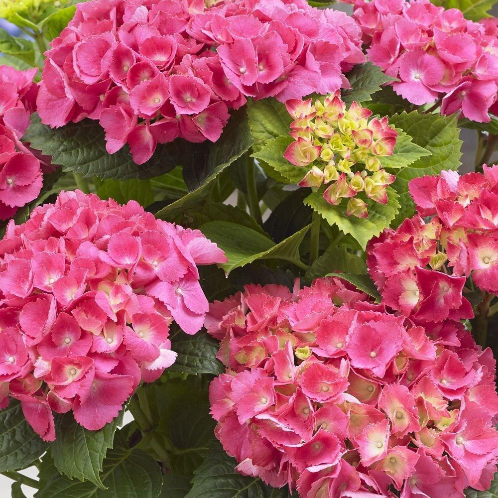 Hortensie de Gradina Roz Little Pink XS