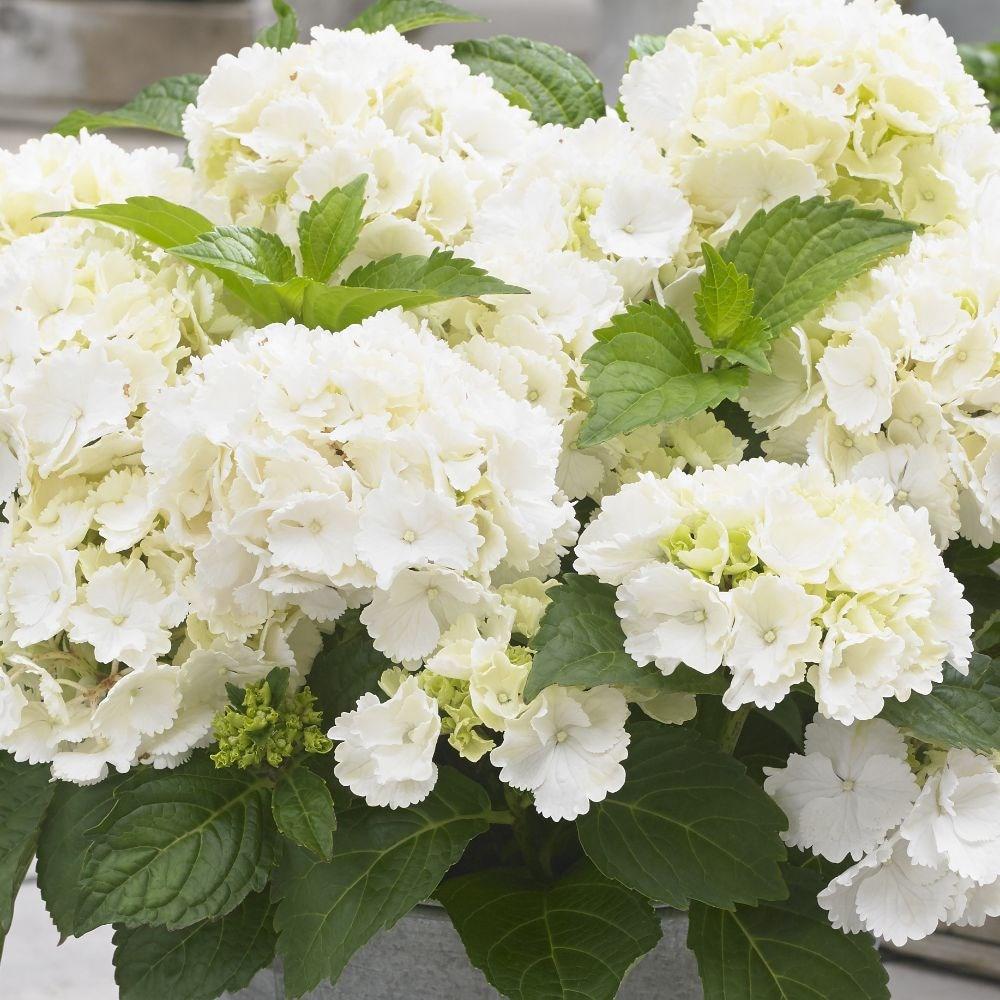 Hortensie de Gradina Alba Little White XS