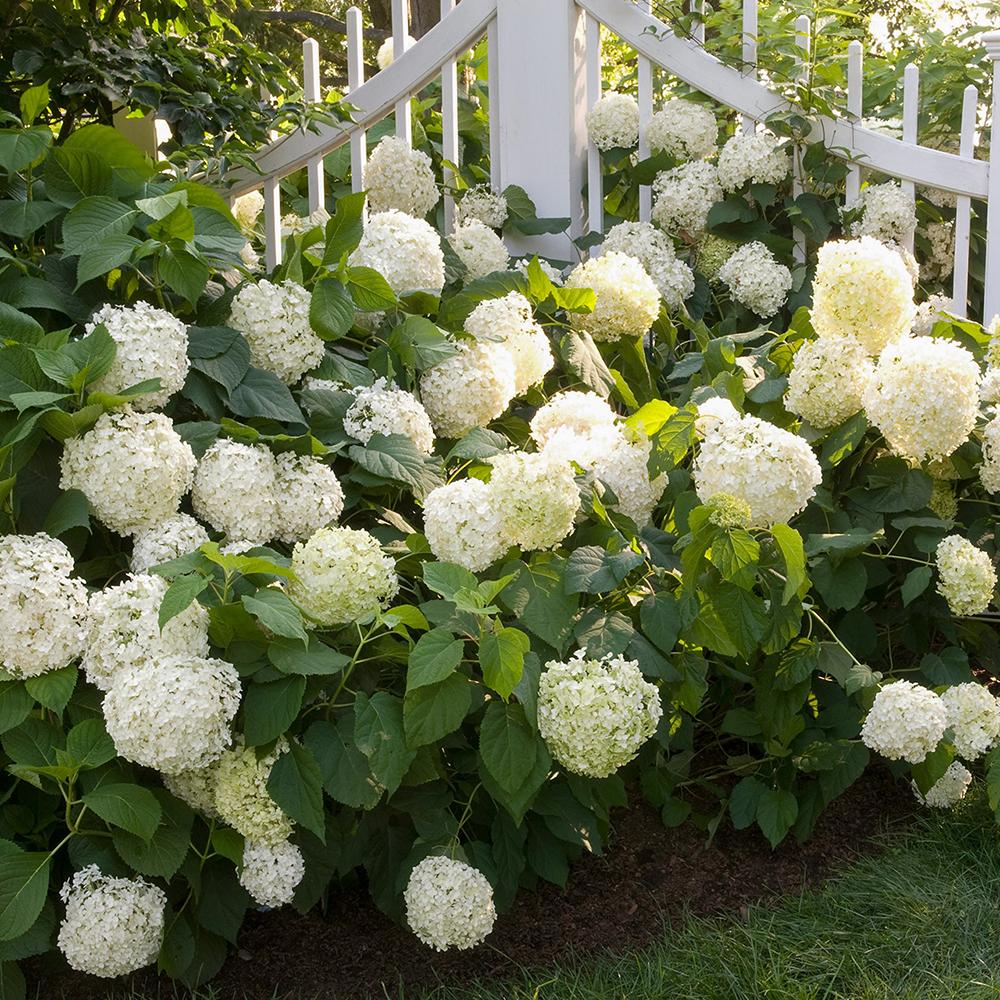 Hortensie de Gradina Alba Little White XS