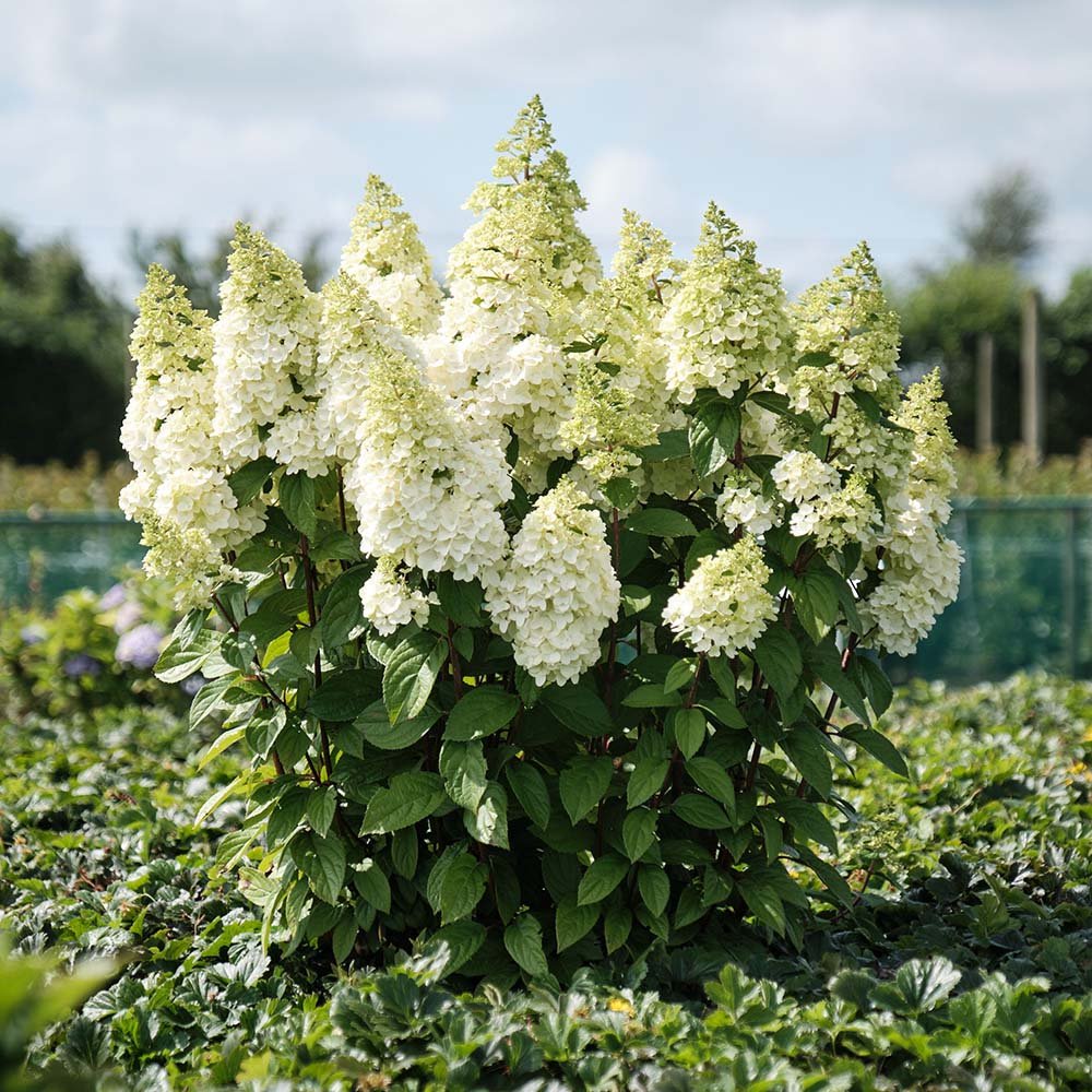 Hortensie Alba-Verzui Magical Candle