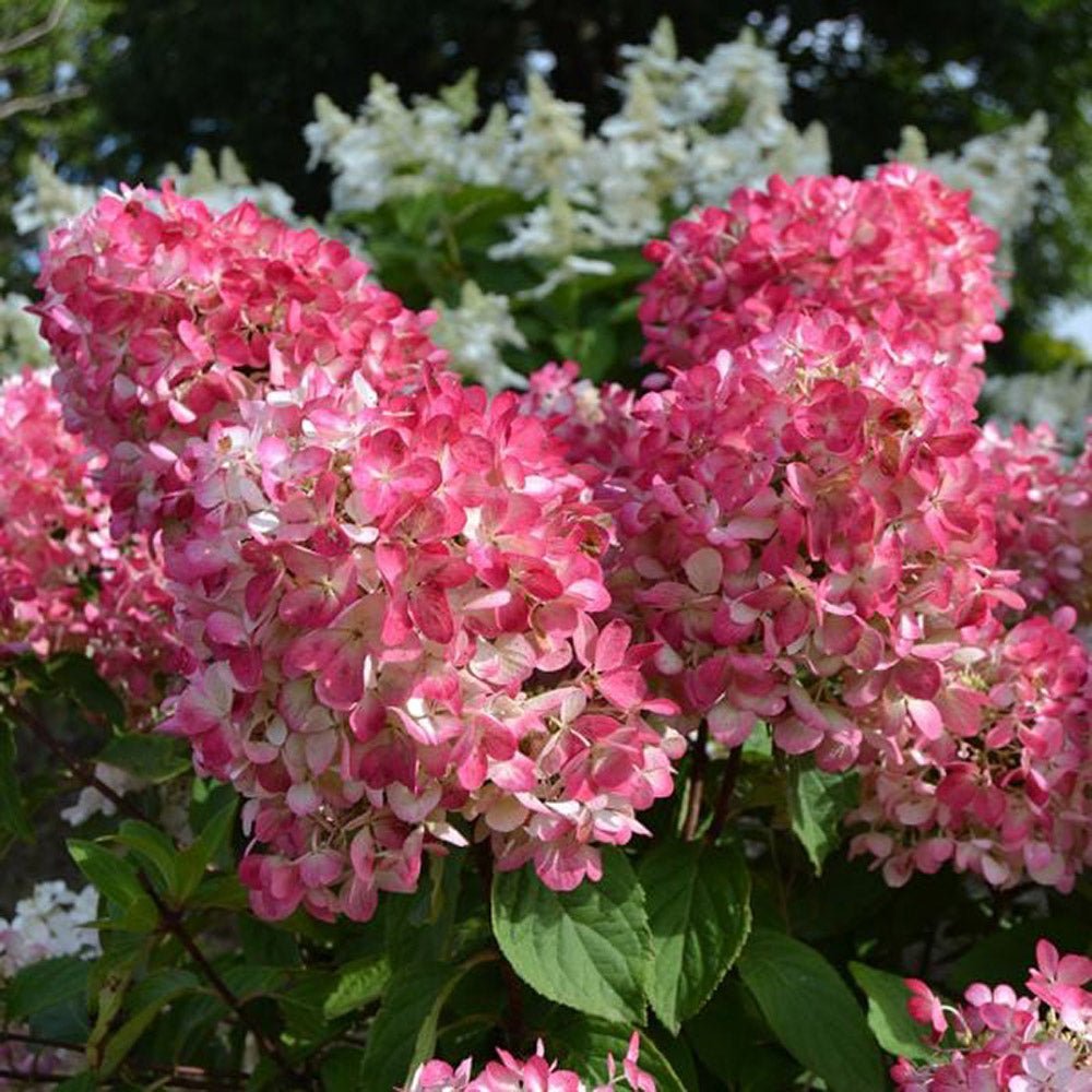 Hortensie de Gradina Tip Copac Diamant Rouge, cu flori roz-alb