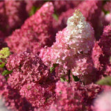 Hortensia de Gradina Fraise Melba, cu flori roz-alb