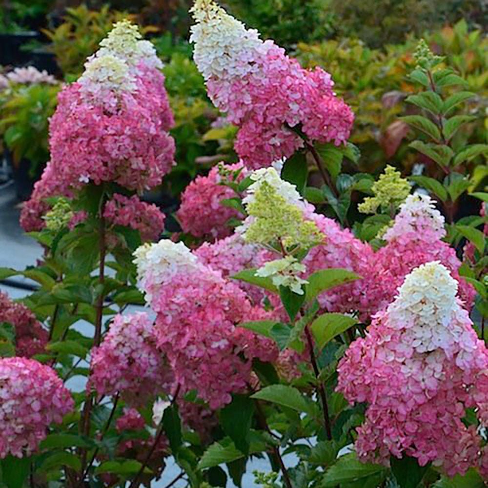 Hortensia de Gradina Fraise Melba, cu flori roz-alb