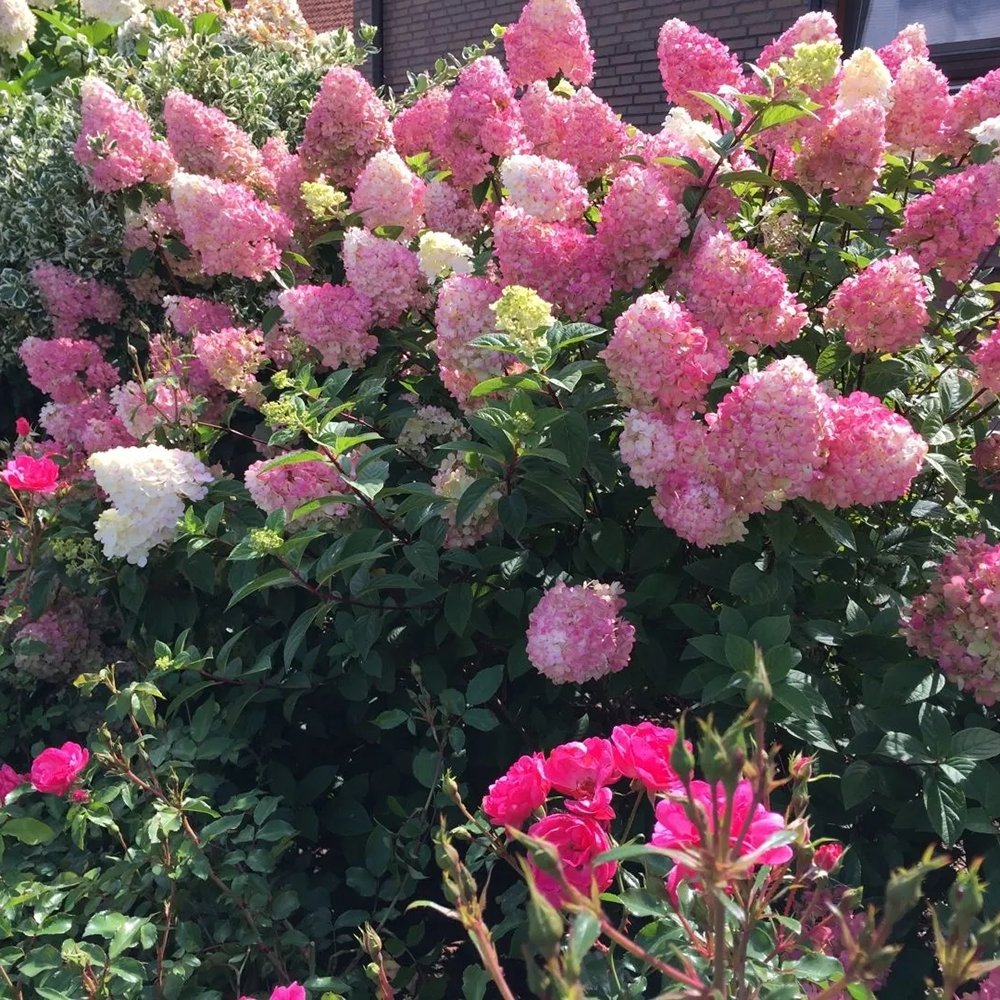 Hortensie de gradina Sundae Fraise, cu flori roz-alb