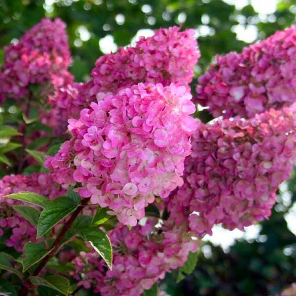 Hortensie de Gradina Tip Copac Sundae Fraise, cu flori albe-roz
