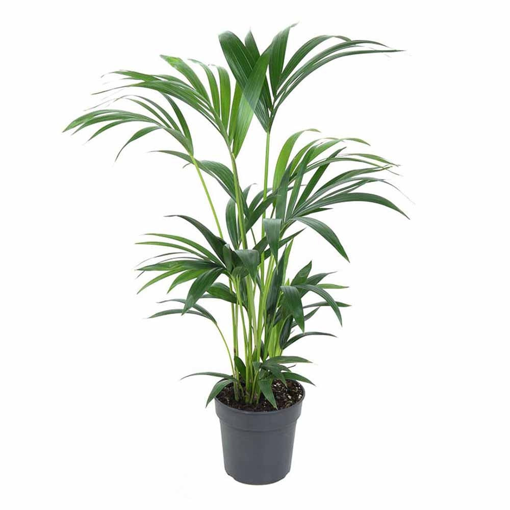 Kentia pálma (Howea forsteriana), 60 cm – elegáns, levegőtisztító szobanövény