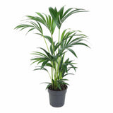 Kentia pálma (Howea forsteriana), 60 cm – elegáns, levegőtisztító szobanövény