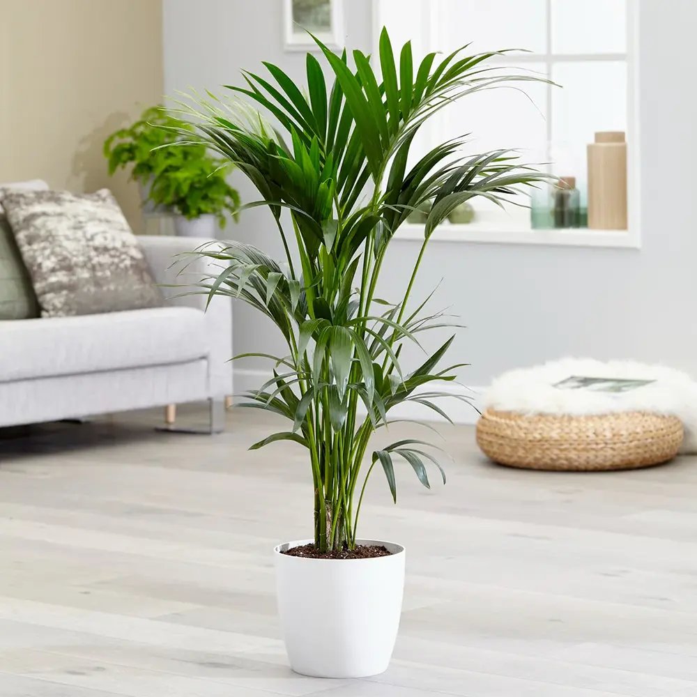 Kentia pálma (Howea forsteriana), 60 cm – elegáns, levegőtisztító szobanövény