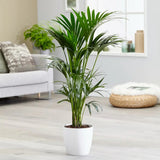 Kentia pálma (Howea forsteriana), 60 cm – elegáns, levegőtisztító szobanövény