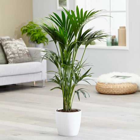 Kentia pálma (Howea forsteriana), 60 cm – elegáns, levegőtisztító szobanövény