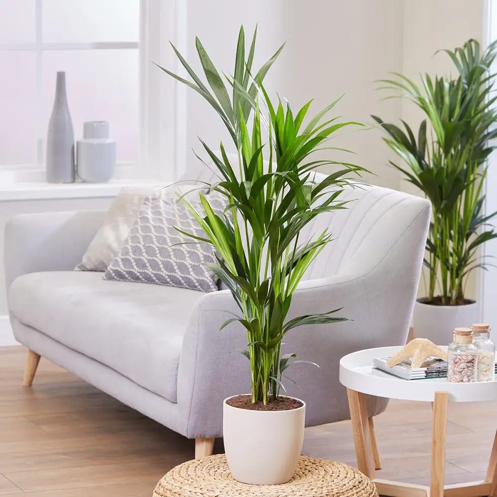 Kentia pálma (Howea forsteriana), 60 cm – elegáns, levegőtisztító szobanövény
