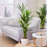 Kentia pálma (Howea forsteriana), 60 cm – elegáns, levegőtisztító szobanövény