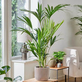 Kentia pálma (Howea forsteriana), 60 cm – elegáns, levegőtisztító szobanövény
