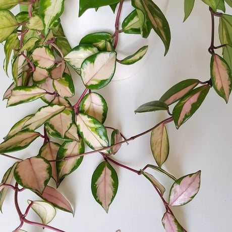 Hoya Carnosa Tricolor (Krimson Princess)