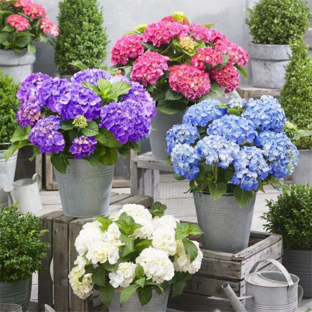Hortensie de Gradina Pitica Little Red XS, flori rosii compacte, tufis decorativ de gradina