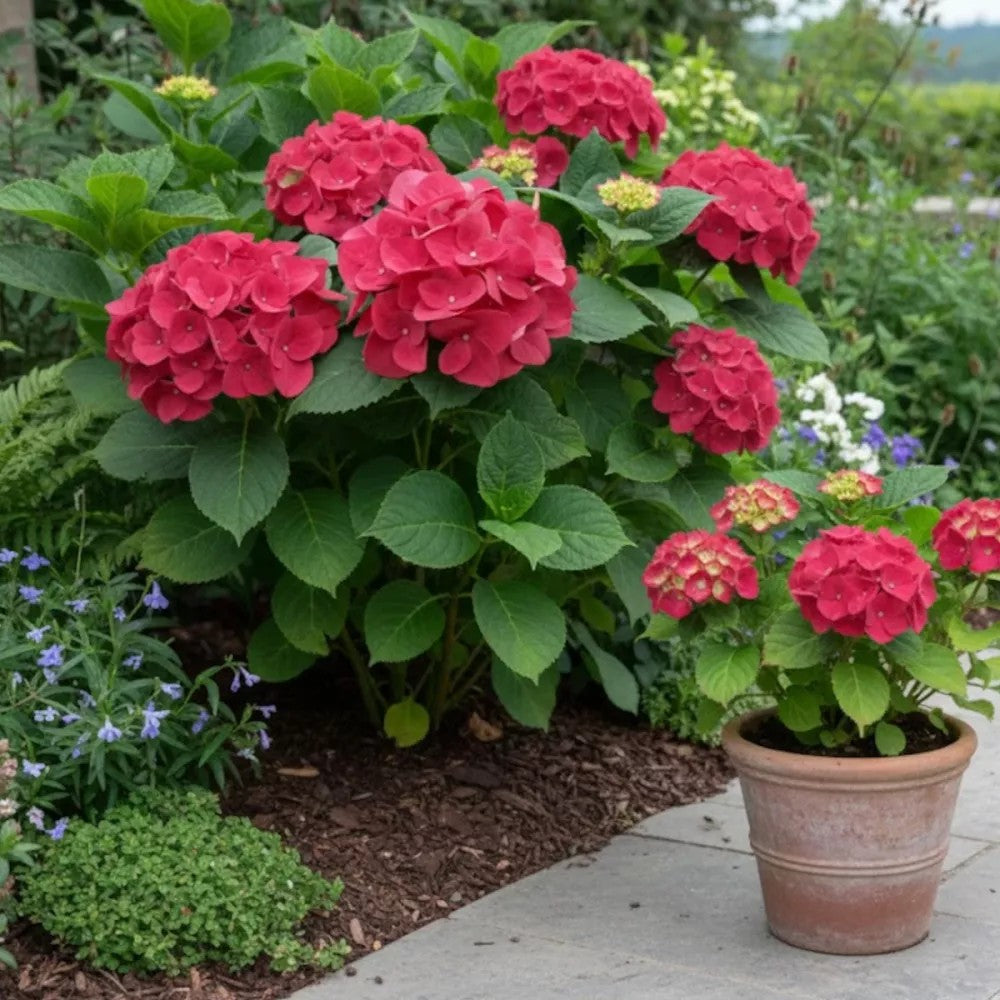 Hortenzia 'Red Baron' – intenzív vörös virágú, bőven virágzó kerti hortenzia
