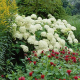 Hortensie de gradina Annabelle, cu flori albe uriase sferice, inflorire lunga, crestere rapida