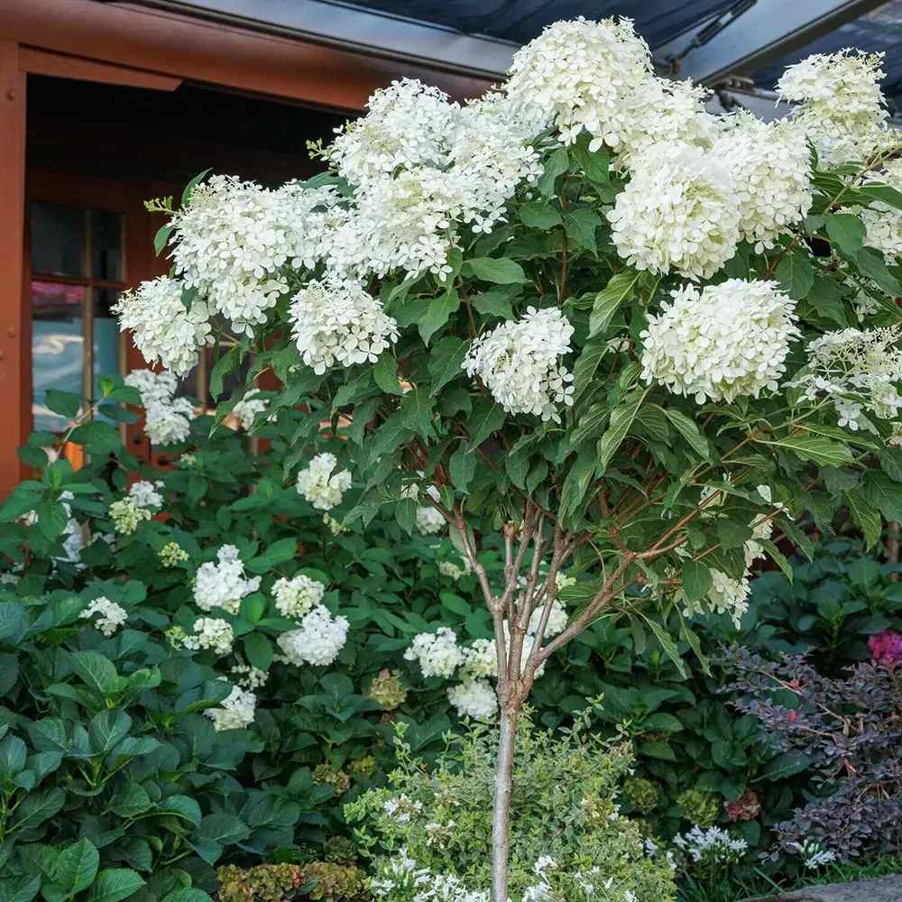 Hortenzia 'Phantom' – óriási fehér bugák, törzses forma