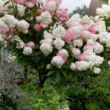 Törzses bugás hortenzia Vanille Fraise (Hydrangea), kis fa fehér–rózsaszín, eper árnyalatú virágokkal, hosszan tartó virágzás nyártól őszig, dekoratív kerti növény