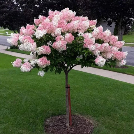Törzses bugás hortenzia Vanille Fraise (Hydrangea), kis fa fehér–rózsaszín, eper árnyalatú virágokkal, hosszan tartó virágzás nyártól őszig, dekoratív kerti növény