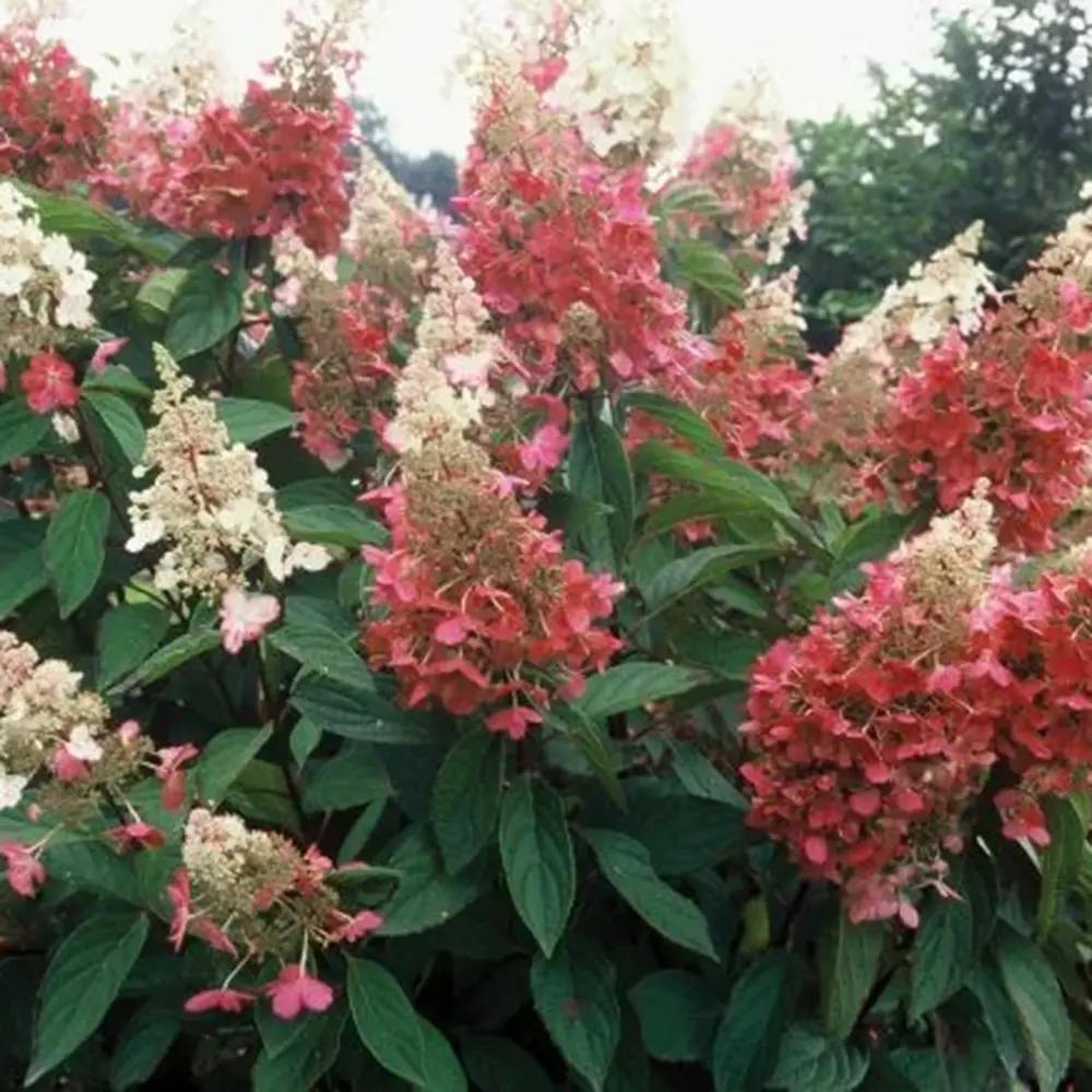 Hortensie de gradina Tip Copac, fucsia-alb-roz Pink Diamond