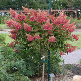 Hortensie de gradina Tip Copac, fucsia-alb-roz Pink Diamond